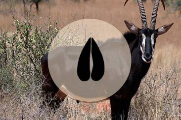 Antilope Sable